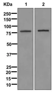 Western blot - Anti-ELMO1 antibody [EPR12919] (AB174298)