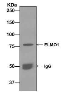 Immunoprecipitation - Anti-ELMO1 antibody [EPR12919] - BSA and Azide free (AB222227)