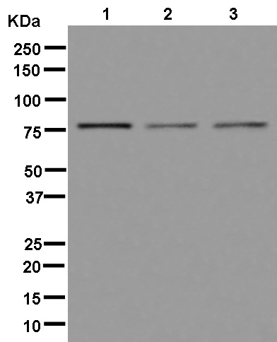 Western blot - Anti-ELMO1 + ELMO2 antibody [EPR13567] (AB181234)