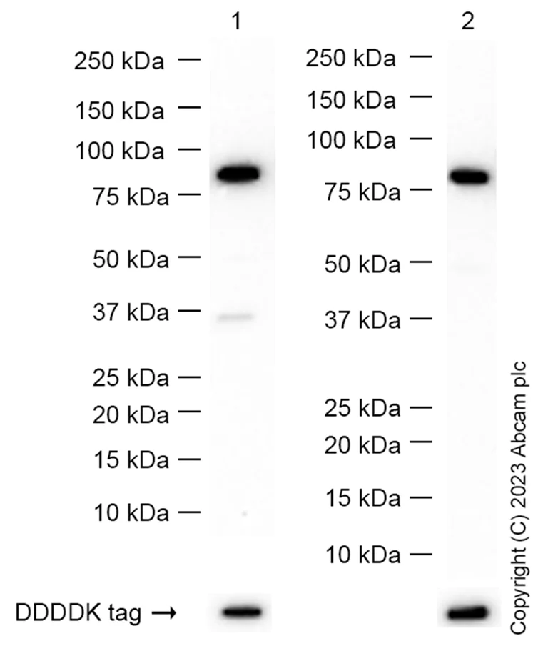 Western blot - Anti-ELMO1 + ELMO2 antibody [EPR13567] (AB181234)