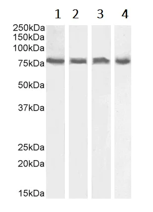 Western blot - Anti-ELMO2 antibody (AB2240)