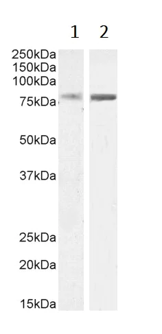 Western blot - Anti-ELMO2 antibody (AB2240)