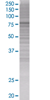 ELMO2 overexpression 293T lysate (whole cell)