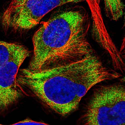 Immunocytochemistry/ Immunofluorescence - Anti-ELOF1 antibody (AB130402)