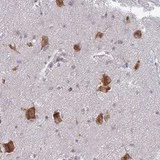 Immunohistochemistry (Formalin/PFA-fixed paraffin-embedded sections) - Anti-ELOF1 antibody (AB130402)
