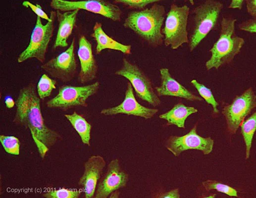 Immunocytochemistry/ Immunofluorescence - Anti-Elongation factor 1-gamma antibody (AB72368)