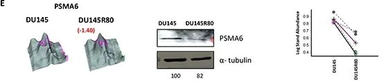 Western blot - Anti-Elongation factor 1-gamma antibody [EPR7200] (AB124994)