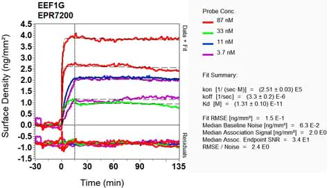 OI-RD Scanning - Anti-Elongation factor 1-gamma antibody [EPR7200] - BSA and Azide free (AB248088)