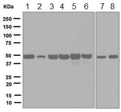 Western blot - Anti-Elongation factor 1-gamma antibody [EPR7200] - BSA and Azide free (AB248088)