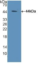 Western blot - Anti-Elongin A antibody (AB231586)