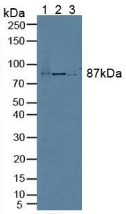 Western blot - Anti-Elongin A antibody (AB231586)