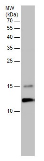 Western blot - Anti-Elongin-C antibody (AB226831), expandable thumbnail