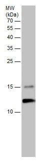Western blot - Anti-Elongin-C antibody (AB226831)