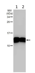 Western blot - Anti-Elongin-C antibody (AB226831)
