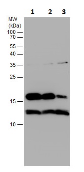 Western blot - Anti-Elongin-C antibody (AB226831), expandable thumbnail