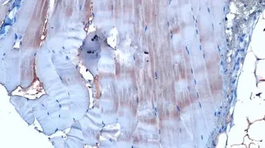 Immunohistochemistry (Formalin/PFA-fixed paraffin-embedded sections) - Anti-Elongin-C antibody [HL1683] - BSA and Azide free (AB313863), expandable thumbnail