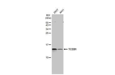 Western blot - Anti-Elongin-C antibody [HL1683] - BSA and Azide free (AB313863)
