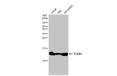Western blot - Anti-Elongin-C antibody [HL1683] - BSA and Azide free (ab313863), expandable thumbnail