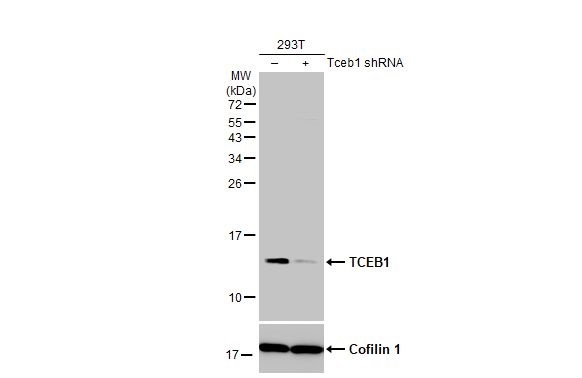 Western blot - Anti-Elongin-C antibody [HL1683] - BSA and Azide free (AB313863), expandable thumbnail