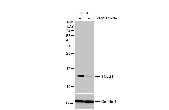 Western blot - Anti-Elongin-C antibody [HL1683] - BSA and Azide free (AB313863)
