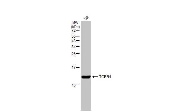 Western blot - Anti-Elongin-C antibody [HL1683] - BSA and Azide free (AB313863), expandable thumbnail