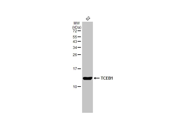 Western blot - Anti-Elongin-C antibody [HL1683] - BSA and Azide free (AB313863)