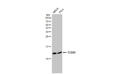 Western blot - Anti-Elongin-C antibody [HL1683] - BSA and Azide free (AB313863)
