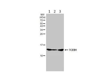 Western blot - Anti-Elongin-C antibody [HL1683] - BSA and Azide free (AB313863)