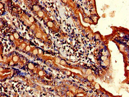Immunohistochemistry (Formalin/PFA-fixed paraffin-embedded sections) - Anti-ELOVL4 antibody (AB224608)
