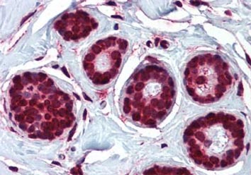 Immunohistochemistry (Formalin/PFA-fixed paraffin-embedded sections) - Anti-ELOVL5 antibody (AB133382)