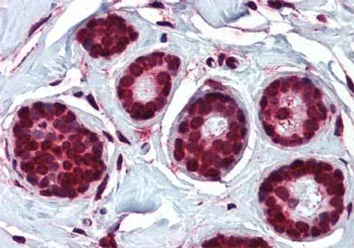 Immunohistochemistry (Formalin/PFA-fixed paraffin-embedded sections) - Anti-ELOVL5 antibody (AB133382)
