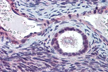 Immunohistochemistry (Formalin/PFA-fixed paraffin-embedded sections) - Anti-ELOVL5 antibody (AB133382)