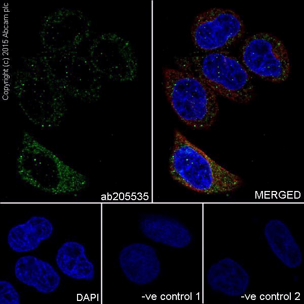 Immunocytochemistry/ Immunofluorescence - Anti-ELOVL5 antibody [EPR17151] (ab205535), expandable thumbnail