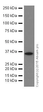 Western blot - Anti-ELOVL5 antibody [EPR17151] (AB205535)