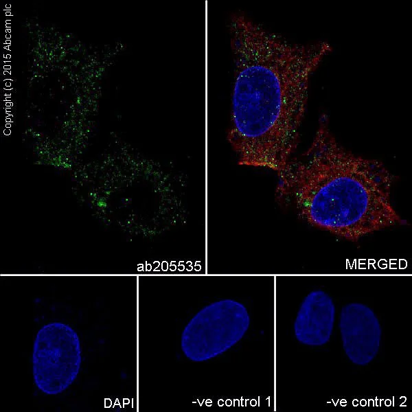 Immunocytochemistry/ Immunofluorescence - Anti-ELOVL5 antibody [EPR17151] - BSA and Azide free (AB240371)