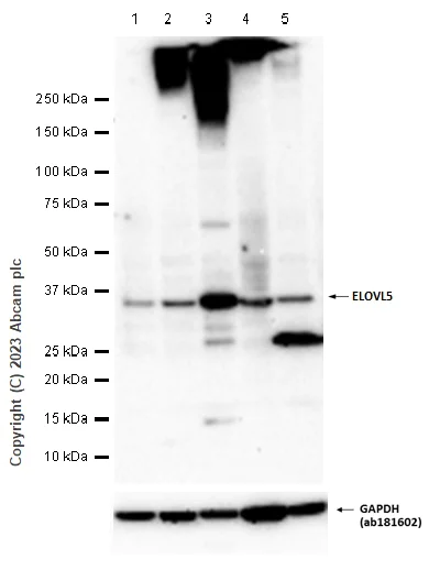 Western blot - Anti-ELOVL5 antibody [EPR17151] - BSA and Azide free (AB240371)