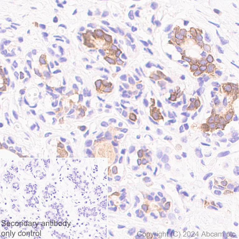 Immunohistochemistry (Formalin/PFA-fixed paraffin-embedded sections) - Anti-ELOVL5 antibody [EPR28824-94] - BSA and Azide free (AB318277)