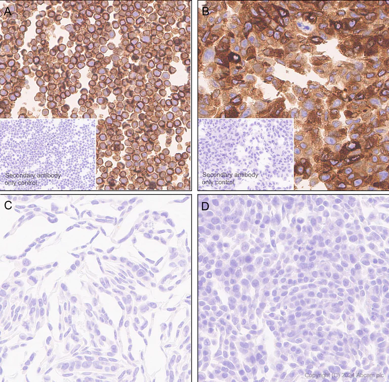 Immunohistochemistry (Formalin/PFA-fixed paraffin-embedded sections) - Anti-ELOVL5 antibody [EPR28824-94] - BSA and Azide free (AB318277)