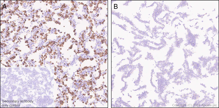 Immunohistochemistry (Formalin/PFA-fixed paraffin-embedded sections) - Anti-ELOVL5 antibody [EPR28824-94] - BSA and Azide free (AB318277)
