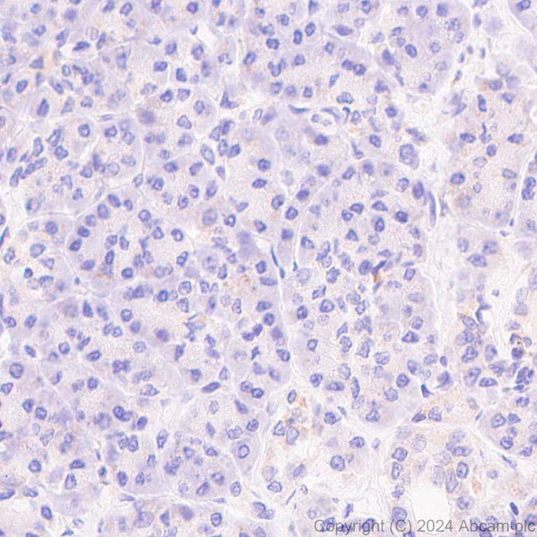 Immunohistochemistry (Formalin/PFA-fixed paraffin-embedded sections) - Anti-ELOVL5 antibody [EPR28824-94] - BSA and Azide free (AB318277)