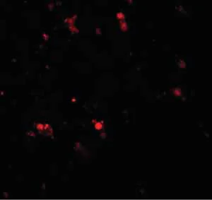 Immunocytochemistry/ Immunofluorescence - Anti-ELOVL7 antibody (AB106633)