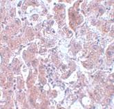 Immunohistochemistry (Formalin/PFA-fixed paraffin-embedded sections) - Anti-ELOVL7 antibody (AB106633)