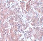 Immunohistochemistry (Formalin/PFA-fixed paraffin-embedded sections) - Anti-ELOVL7 antibody (AB106633)