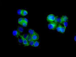 Immunocytochemistry/ Immunofluorescence - Anti-Elp4 antibody [EPR4200(2)] - BSA and Azide free (AB248617), expandable thumbnail