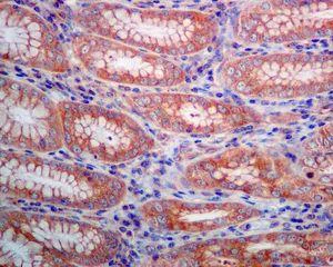 Immunohistochemistry (Formalin/PFA-fixed paraffin-embedded sections) - Anti-Elp4 antibody [EPR4200(2)] - BSA and Azide free (AB248617)