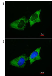 Immunocytochemistry/ Immunofluorescence - Anti-EMAP II/AIMP1 antibody (AB96506)