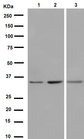 Western blot - Anti-EMAP II/AIMP1 antibody [EPR14168(B)] (AB188320)