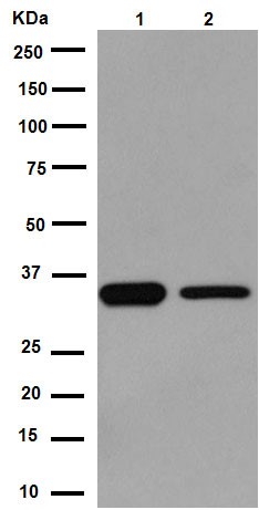 Western blot - Anti-EMAP II/AIMP1 antibody [EPR14168(B)] (AB188320)