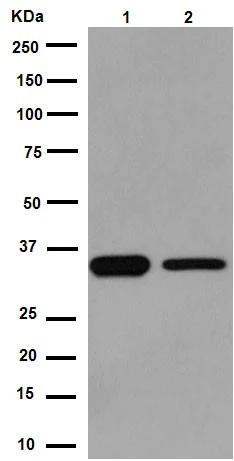 Western blot - Anti-EMAP II/AIMP1 antibody [EPR14168(B)] (AB188320)