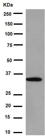 Western blot - Anti-EMAP II/AIMP1 antibody [EPR14168(B)] (AB188320)